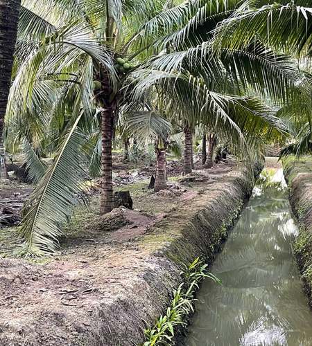 Coco Damnoen Coconut Farm GI Thailand
